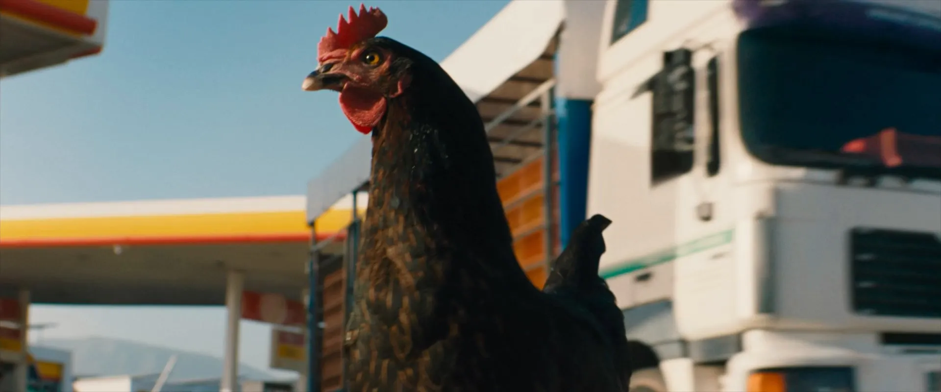 Kota aka Hen 2026 Hindi – Greek Dual Audio WEB-DL 720p – 480p – 1080p screenshot 1