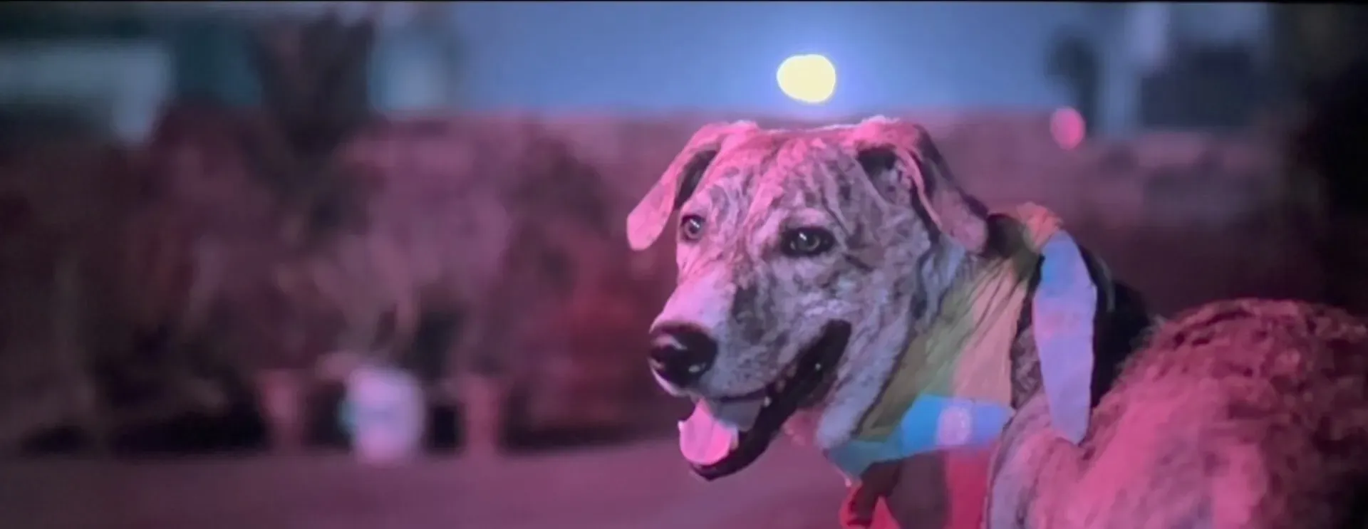 Ohh My Dog 2026 Hindi Dual Audio HDTC 720p – 480p – 1080p screenshot 2