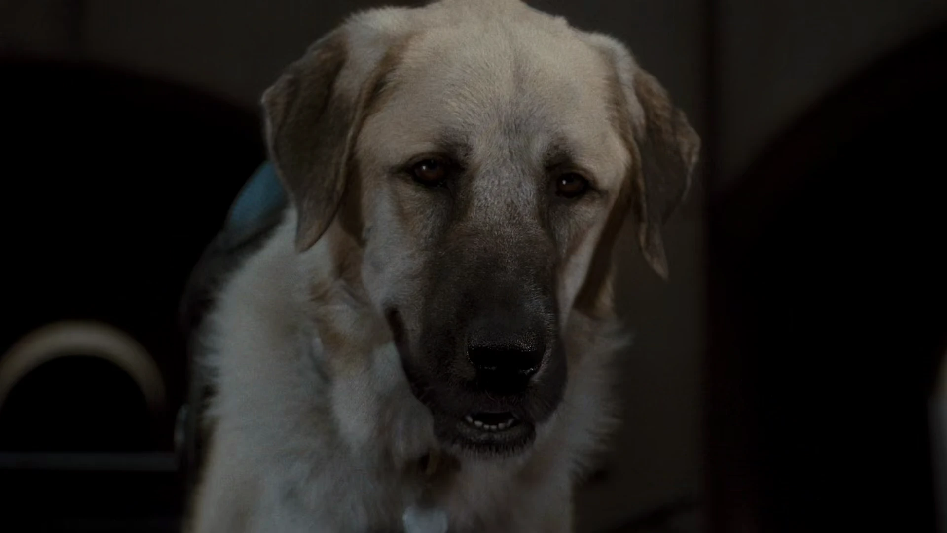 Cats & Dogs: The Revenge of Kitty Galore 2010 Hindi Dual Audio WEB-DL 720p – 480p – 1080p screenshot 4