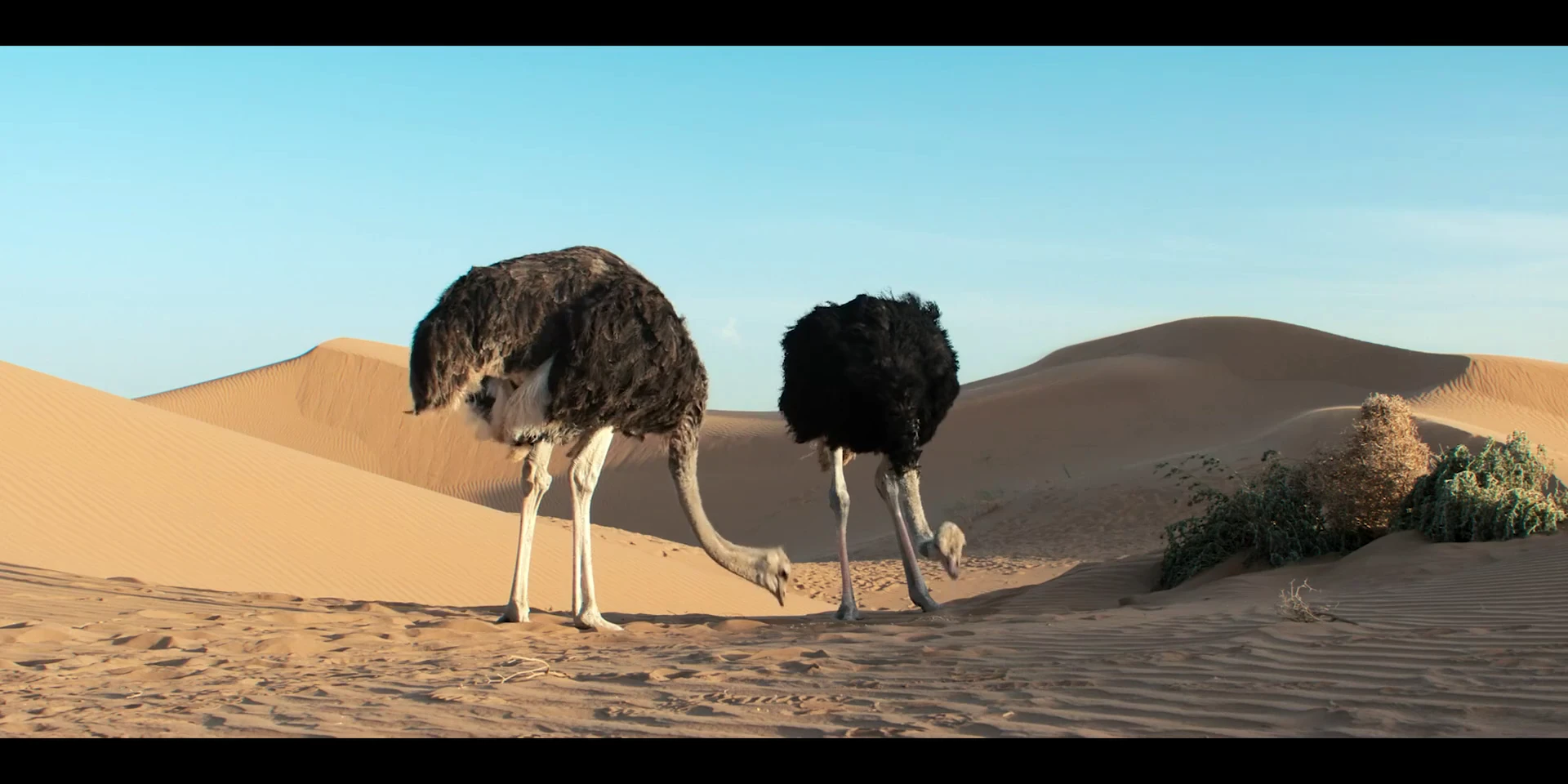 The Desert Child 2026 Hindi Dual Audio WEB-DL 720p – 480p – 1080p screenshot 7
