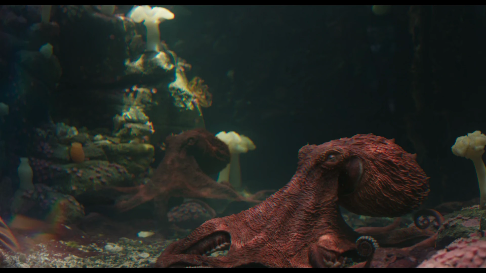 Remarkably Bright Creatures 2026 Hindi Dual Audio WEB-DL 720p – 480p – 1080p screenshot 3